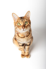 Cute bengal cat on a white background. Happy cat isolated.