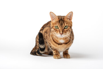 Portrait of a green-eyed Bengal cat on a white background.