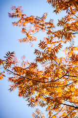 Autumnal red and yellow leaves