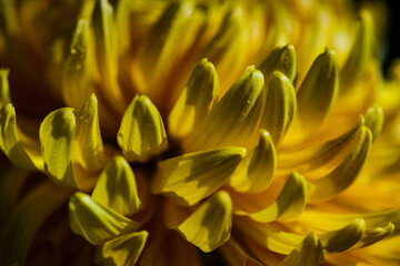 Obraz premium Yellow Chrysanthemum flowers in the garde4n