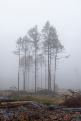Mystischer Nebelwald im Lausitzer Gebirge 14