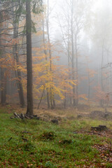 Mystischer Nebelwald im Lausitzer Gebirge 10
