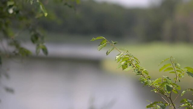Spring tree branches. Green nature concept.