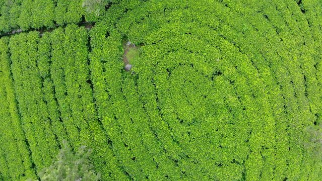 Ceylon green tea plantations flying down drone view 4K footage. Exotic countries traveling or tea cultivation agriculture concept. Haputale, Sri Lanka.