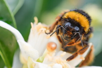 closeup of a bumblebee feeding on an orange blossom