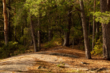 path in the woods