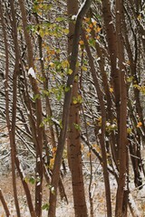 Winter time in Orłowo Gdynia Poland