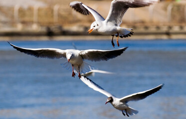 Seagulls flying over the river