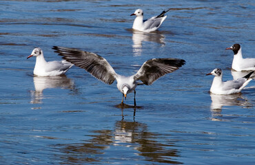 Several seagulls on the river