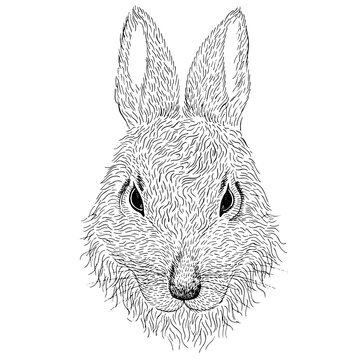Hand-drawn portrait of rabbit. Black and white vector illustration isolated on white background. Sketch drawn with a pen. Engraving drawing. Symbol of Easter, spring.