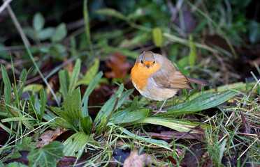 detailed close up of a robin redbreast (Erithacus rubecula) plump and ready for winter