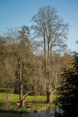 Obraz premium autumn afternoon sunshine illuminates woodland trees