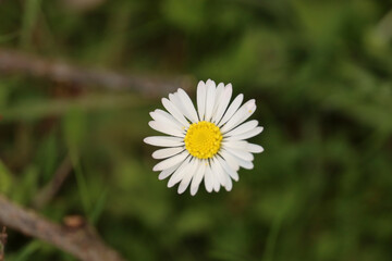 Lawndaisy Flower