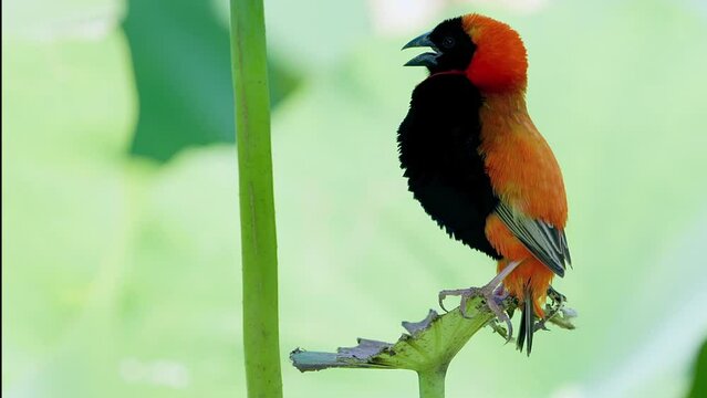 Southern Red Bishop Bird: Beautiful Chirping Pose on Plant with Blurred Green Background.