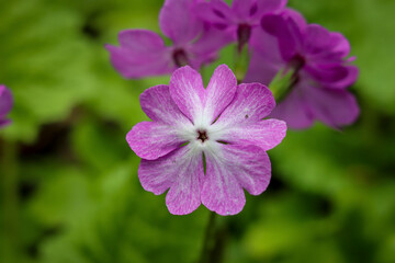 Primula Sieboldii