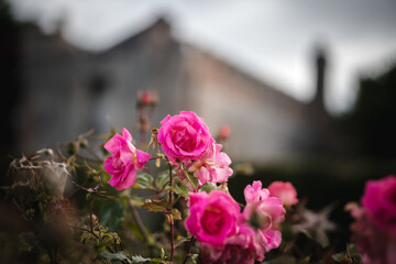 Pink rose garden with the castle in the background