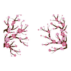 Sakura Cherry Blossoms Blooming on a Tree Branch