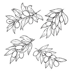 Vector sketch of olive branch. Hand drawn outline clipart set. Eco food illustration