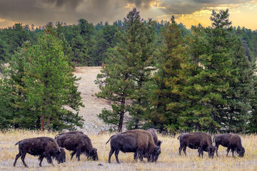 Colorado Bison - Home on the Range