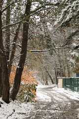 snow covered trees in Gdynia Poland Europe 