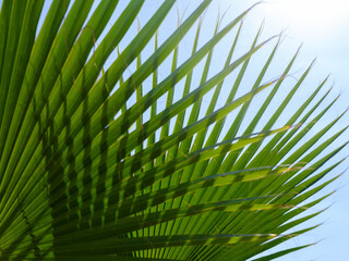 green palm tree leaves © enginakyurt