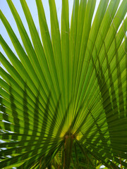 Fototapeta premium green palm tree leaves
