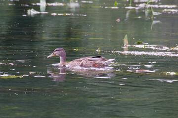 A wild gray duck swims along the river among the algae.