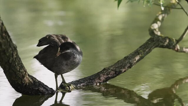 Slow motion coot bird pruning its feathers standing on a branch in lake