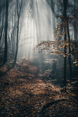 Spooky forest with dark and foggy sunbeams in autumn season.