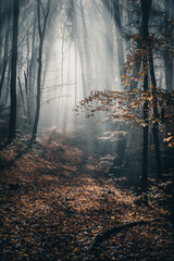 Spooky forest with dark and foggy sunbeams in autumn season. © Eduard
