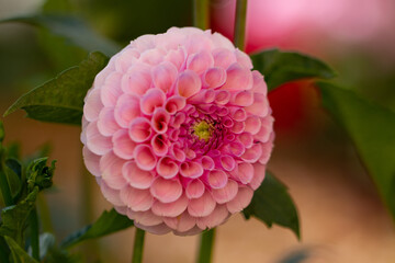 pink dahlia flower