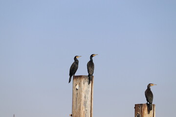 Great cormorant birds (Phalacrocorax carbo) at the river Nile