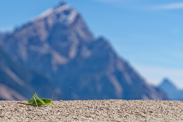 Grash&uuml;pfer in den Dolomiten