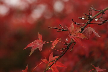 紅葉