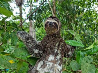 Sleepy Sloth in Amazon rainforest in Peru © Daniel