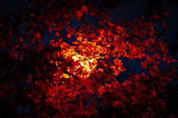 Fototapeta na wymiar fire in the leaves