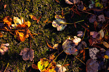 autumn leaves on the ground