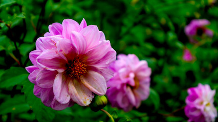 beautiful and amazing yellow pink Dahlia pinnata flowers