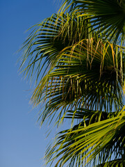 Fototapeta na wymiar green palm tree and blue sky