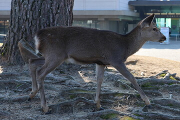 奈良公園の鹿