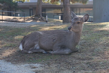 奈良公園の鹿