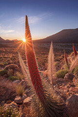 Tajinaste rojo iluminado por el sol en el parque nacional del Teide, Tenerife, islas Canarias