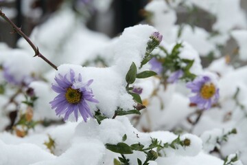 Close up of bush of purple asters under snow in garden. Winter attack in autumn.	
