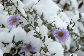 Close up of bush of purple asters under snow in garden. Winter attack in autumn.	
