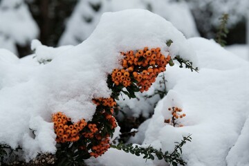 Close up of bush of purple asters under snow in garden. Winter attack in autumn.	
