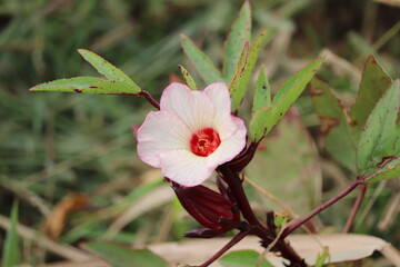 The flowers of Roselle (Hibiscus sabdariffa) plant in the genus Hibiscus at a farm near Aswan, Egypt