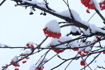 A branch of bright red mountain ash covered with snow. Berries from the snow.