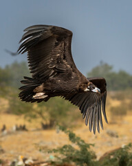 Cinereous vulture or black vulture or monk vulture or aegypius monachus closeup in flight or flying with full wingspan at dumping yard of Jorbeer Conservation Reserve bikaner rajasthan india asia