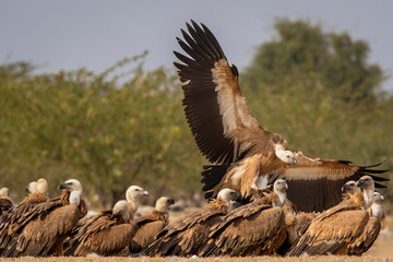 gyps fulvus or griffon vulture or eurasian griffon closeup flying or landing with full wingspan near flock or family at jorbeer conservation reserve bikaner rajasthan india asia