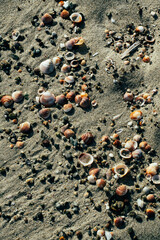 leaves on the beach